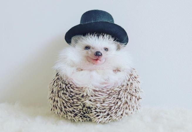 Azuki, il riccio di Instagram Il riccio Azuki con un cappello a bombetta