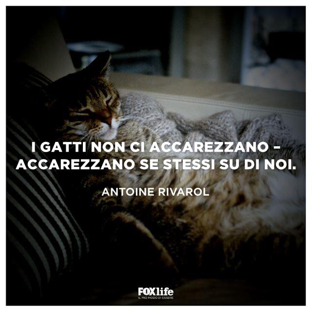 Frase Rivarol Gatto dorme appoggiato con la schiena a un cuscino