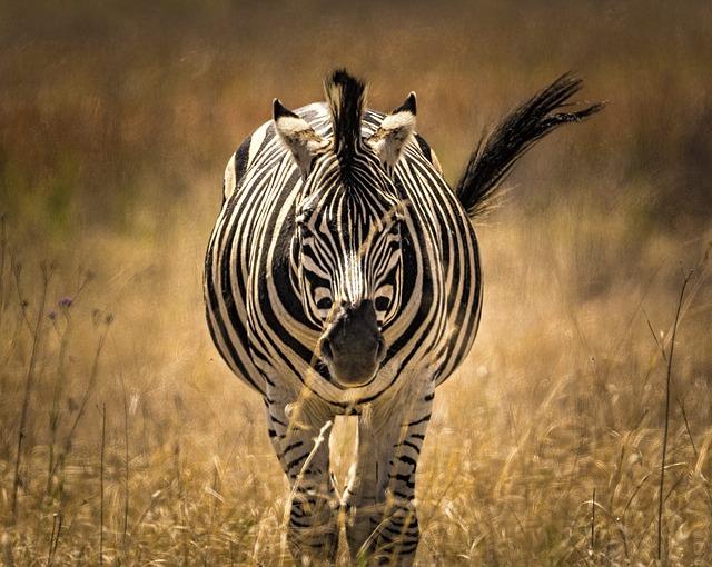 Zebra Zebra