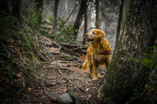 La processionaria nei cani Un cane in un bosco