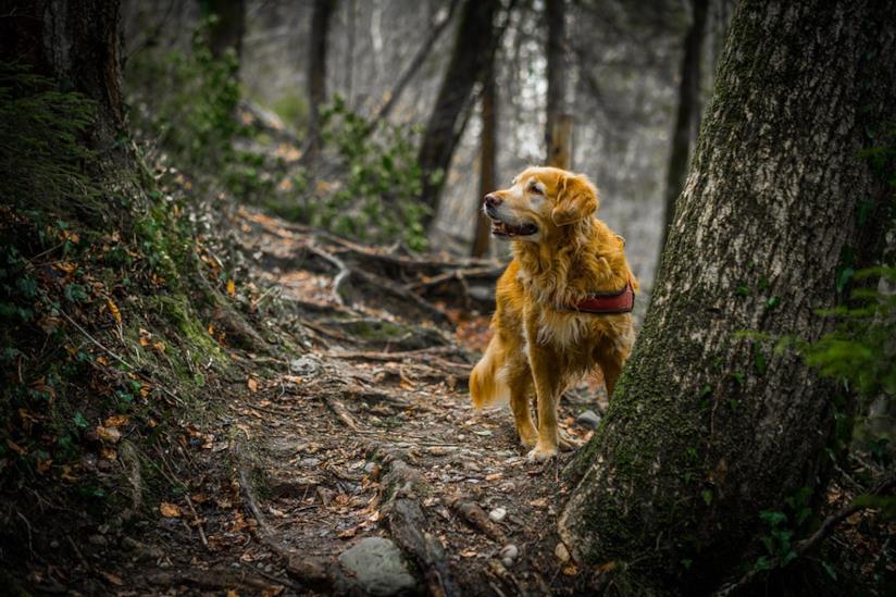 La processionaria nei cani Un cane in un bosco