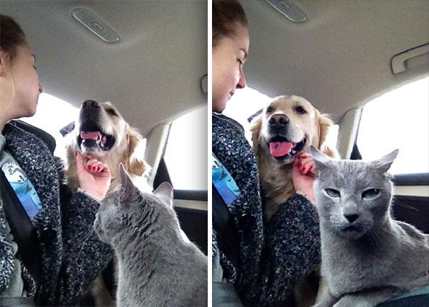 Gatto disgustato dalle coccole del padrone al cane Un gatto distoglie lo sguardo dalle coccole del padrone al cane