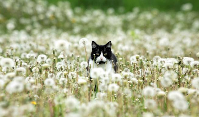 Un gatto che studia la situazione Un gatto bianco e nero in un campo di denti di leone