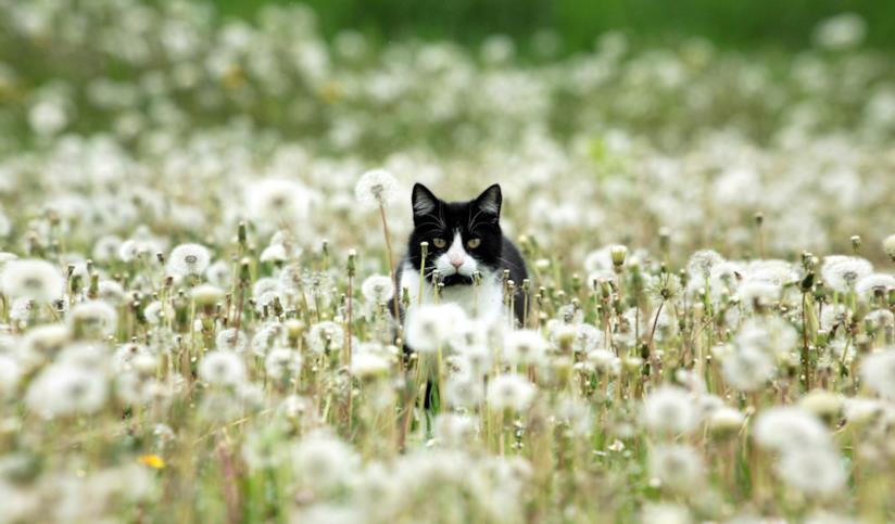 Un gatto che studia la situazione Un gatto bianco e nero in un campo di denti di leone