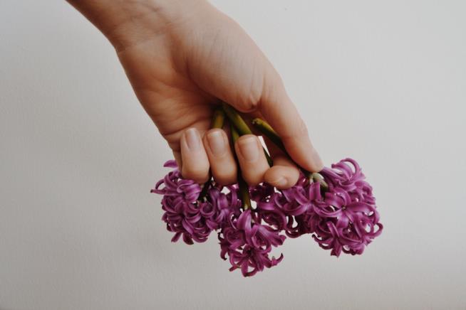 Mani con fiore Mani che stringono un fiore
