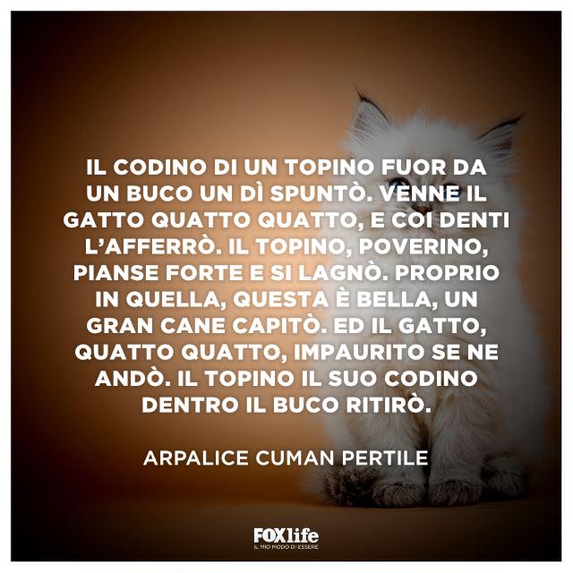 Frase Pertile Gatto bianco seduto