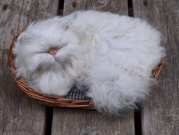 Un gatto addormentato Un gatto bianco nella cesta