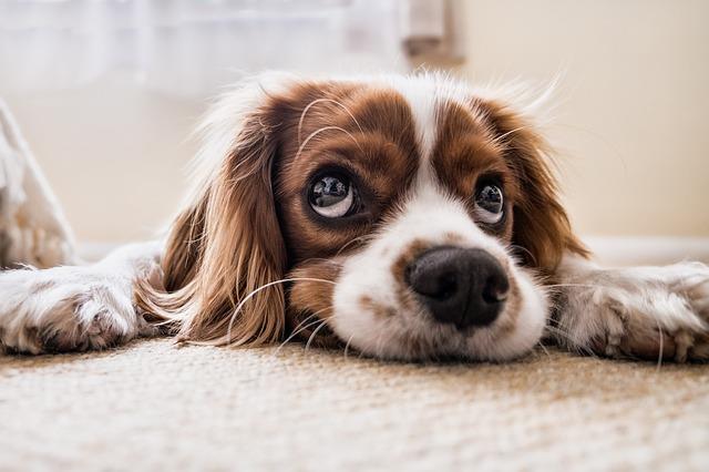 Un cane con occhi grandi Un cane con espressione languida