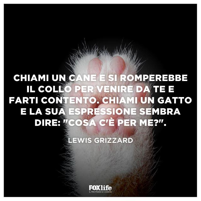 Frase Grizzard Zampetta di gatto