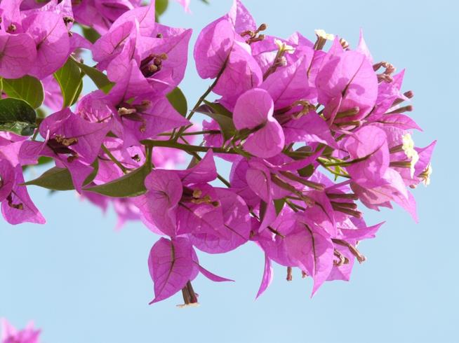 Bouganville, pianta rampicante colorata La bouganville