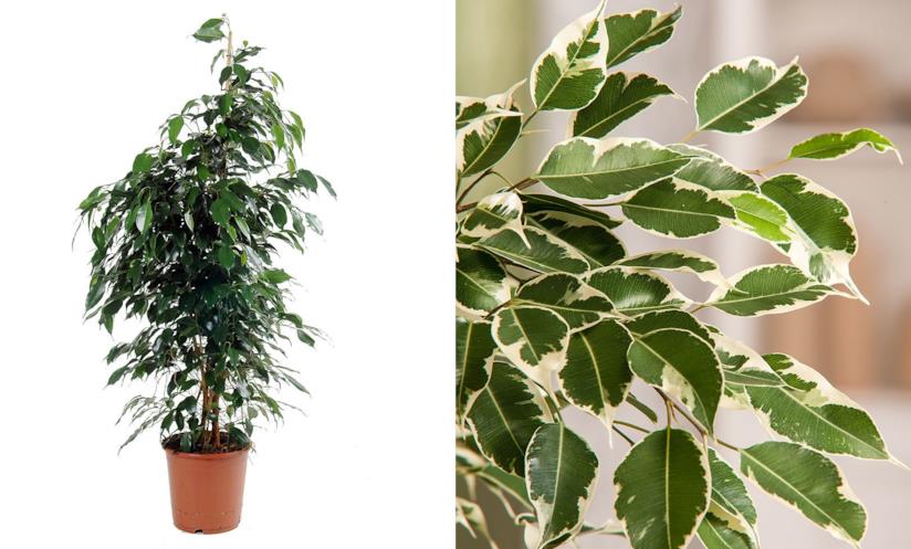 Ficus benjamina Ficus beniamino