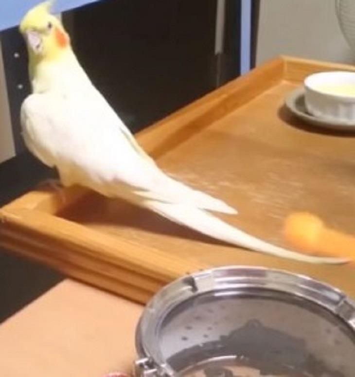 Il calopsitta MrInko Il pappagallino Mr Inko