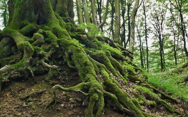 Un albero nel bosco e le sue radici Radici di alberi nel bosco