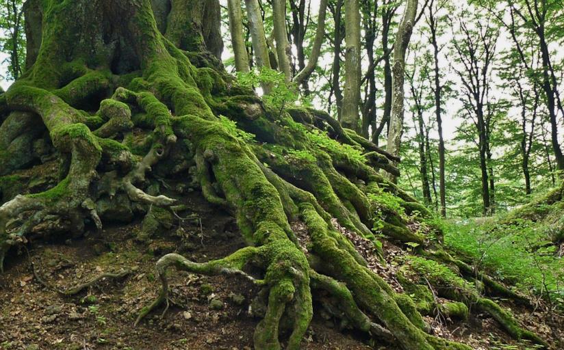 Un albero nel bosco e le sue radici Radici di alberi nel bosco