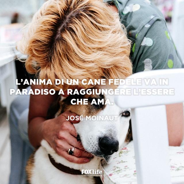 Frase José Donna abbraccia il suo cane
