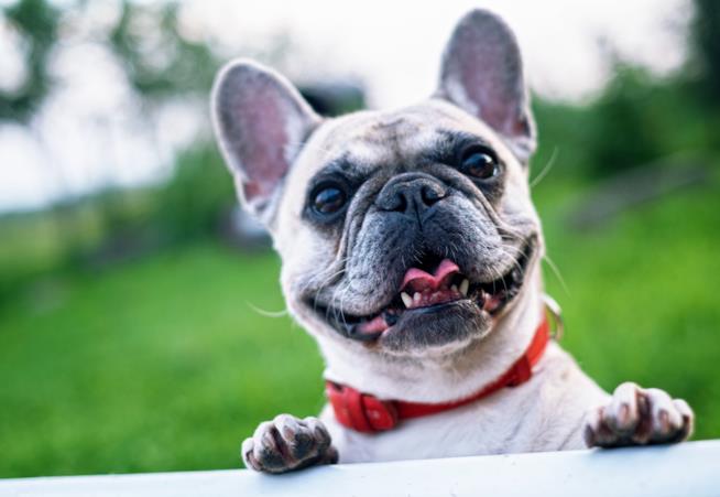 migliori collari antiparassitari cane i migliori collari antiparassitari per il tuo cane