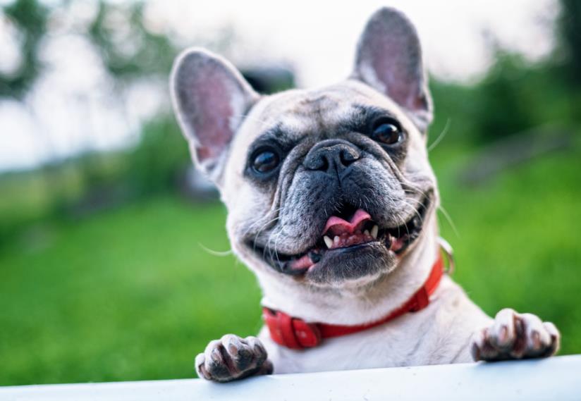 migliori collari antiparassitari cane i migliori collari antiparassitari per il tuo cane