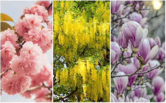 Alberi in fiore a primavera Alberi in I fiori di laburno, ciliegio da fiore e magnolia soulangeanain