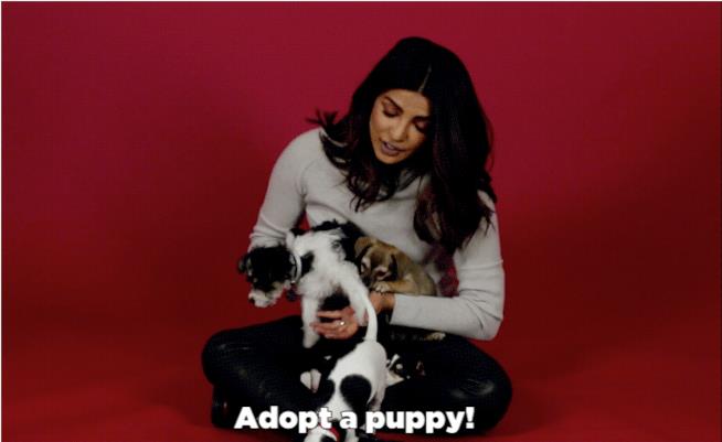 Priyanka Chopra invita ad adottare cuccioli Priyanka Chopra con dei ciccioli