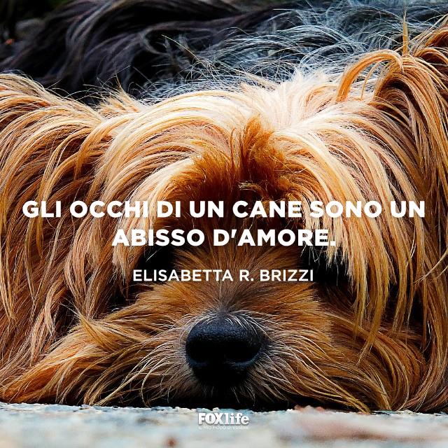 Frase brizzi Yorkshire accucciato a terra