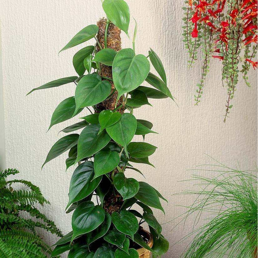 Philodendron oxycardium Filodendro scandens oxycardium