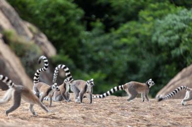 Tour del Madagascar sud e soggiorno mare a Ifaty