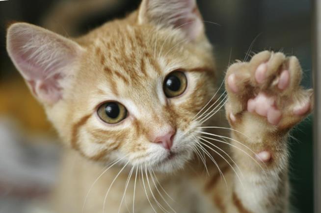 Gatto che gioca gatto che saluta con la zampina