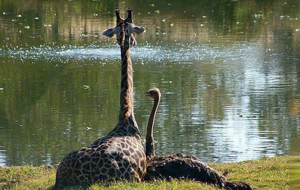 Bea e Wilma, la giraffa e lo struzzo Una giraffa ed uno struzzo