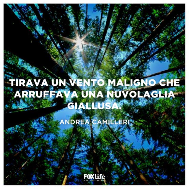 Frase sul vento Gruppo di alberi