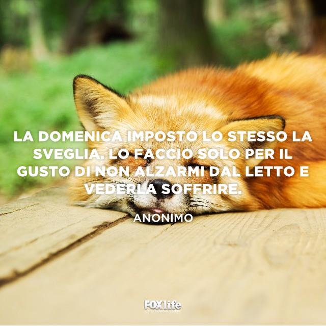La domenica niente sveglia Volpe che sonnecchia