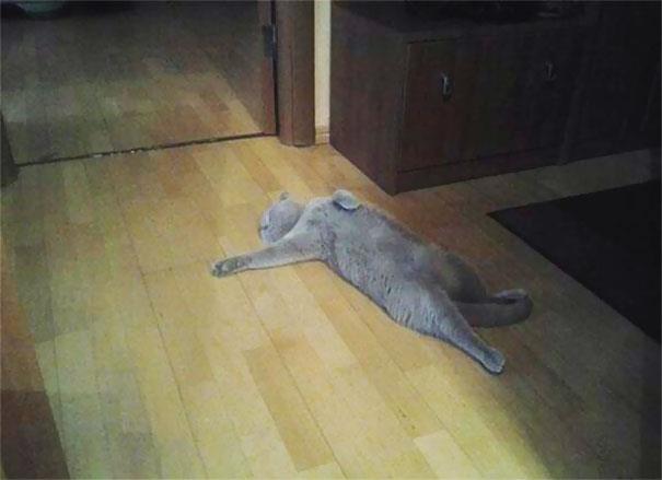 Gatto sdraiato a terra Gatto sdraiato sul pavimento di casa