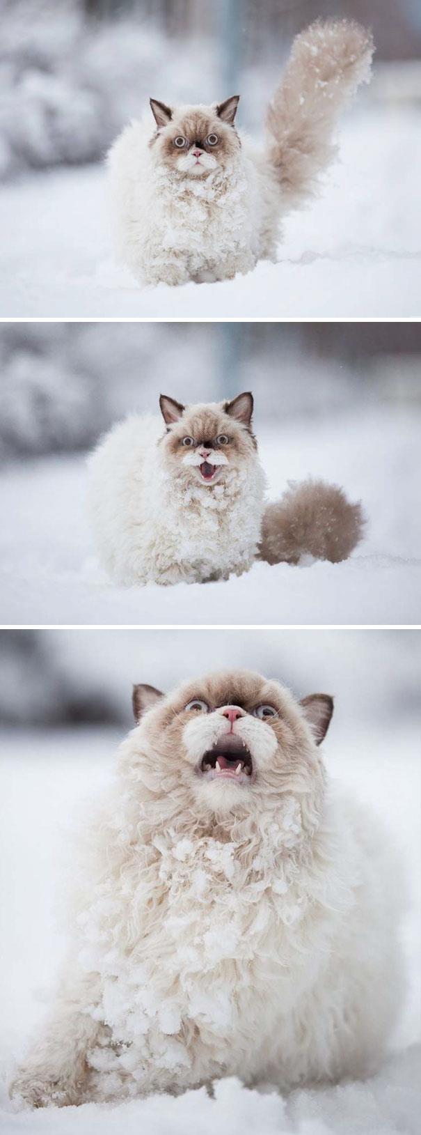Gatto in mezzo alla neve Un gatto in mezzo alla neve per la prima volta