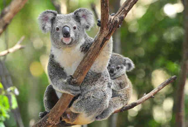 Mamma koala e il suo cucciolo Un cucciolo di koala e sua madre