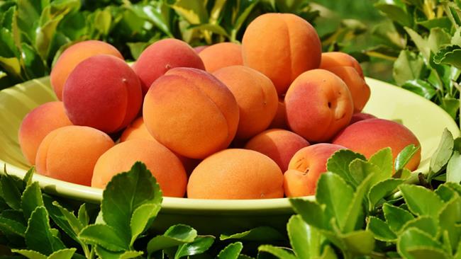Frutta di stagione di giugno: le proprietà benefiche e le ricette con pesche, susine e albicocche Albicocche di stagione a giugno