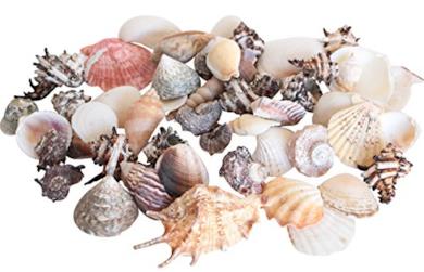 Confezione Di Conchiglie Naturali