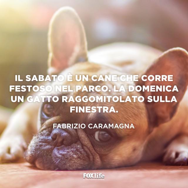 Buona domenica di Fabrizio Caramagna Cucciolo di cane accucciato su un tappeto