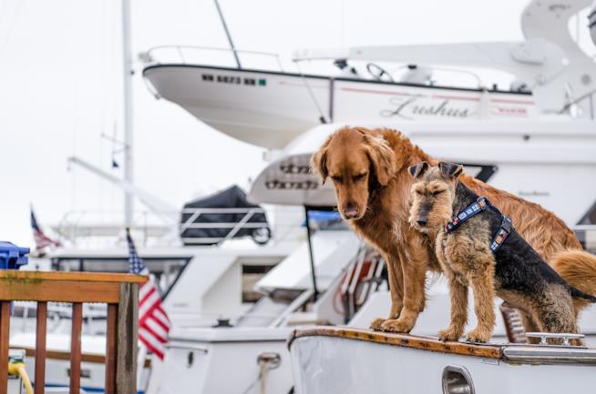 5 migliori mete per viaggiare con animali domestici 5 destinazioni più pet-friendly