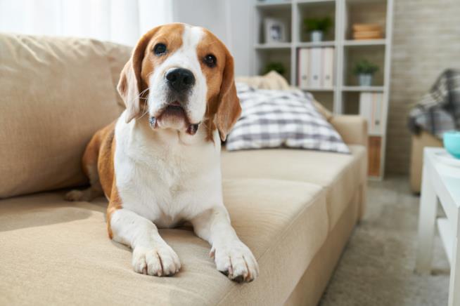 Cane sul divano Cane da solo a casa sul divano