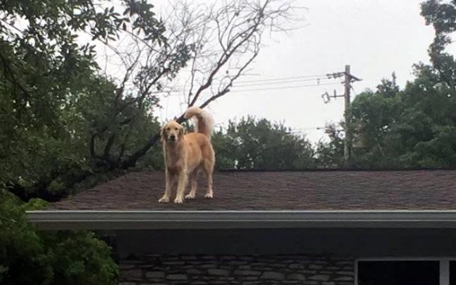 Huckleberry, il cane che ama scorrazzare sul tetto dei padroni Il cane texano che vive sul tetto