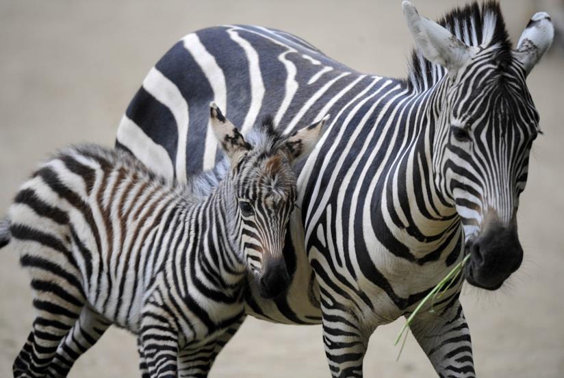 Risultati immagini per wildest africa zebra a pois?