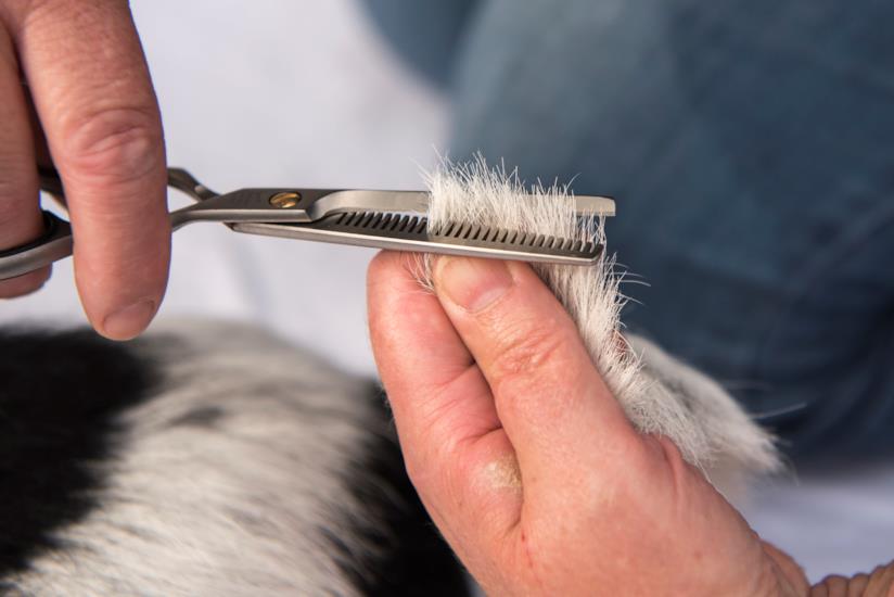 Tosare il cane: è giusto? Tosatura del cane