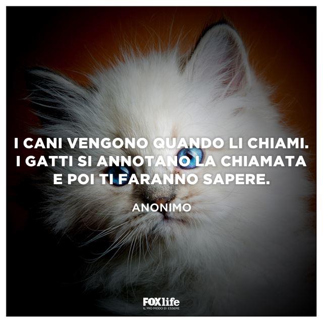Frase divertente sui gatti e i cani Primo piano di un micio bianco