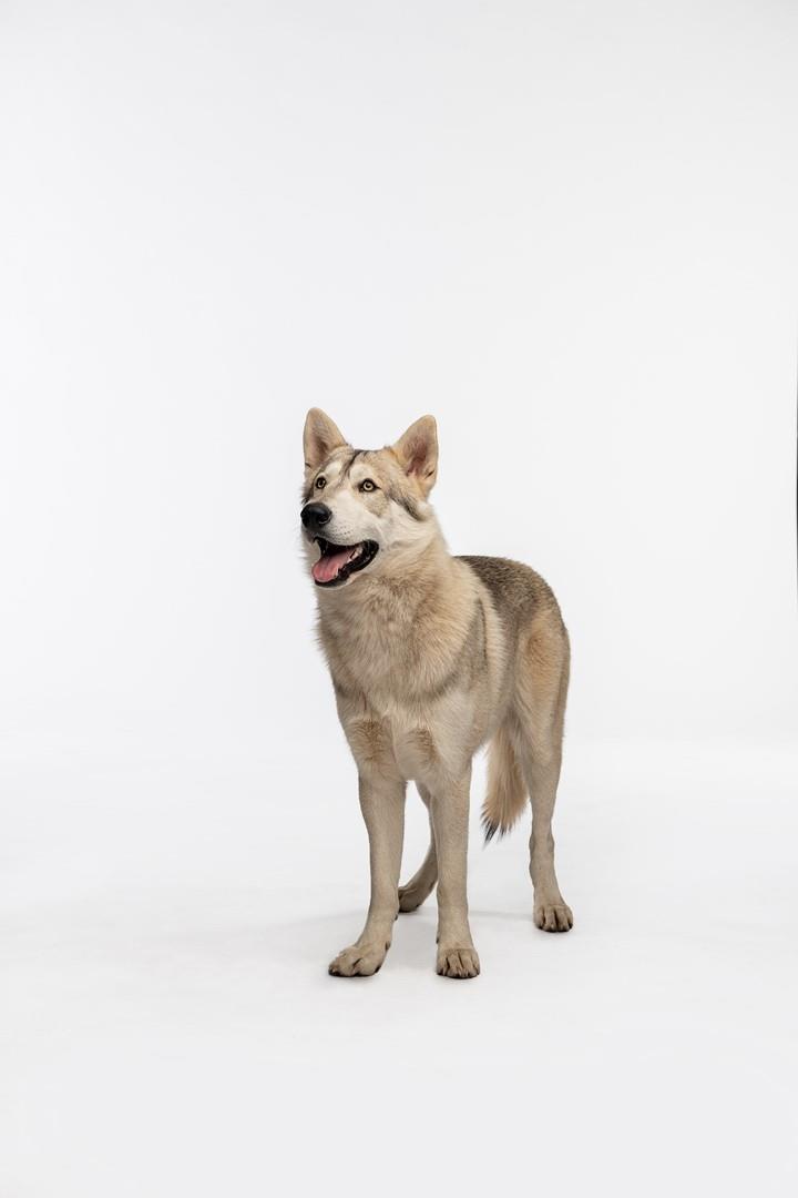Rollo il cane lupo di Outlander Rollo il cane dei Fraser in Outlander