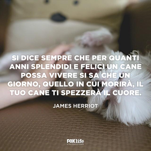 Frase Herriot Cagnolino felice viene accarezzato dalla mamma umana