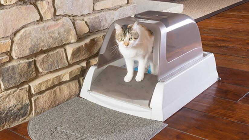 Lettiere per gatti Migliori lettiere per gatti