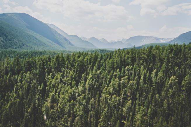 Una foresta Panorama di una valle con una foresta