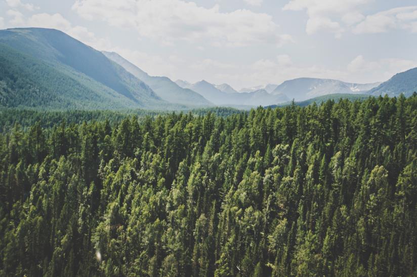 Una foresta Panorama di una valle con una foresta