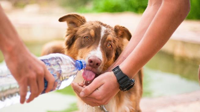 Migliori ciotole da viaggio per cani portatili Le migliori ciotole da viaggio per il tuo cane portatili
