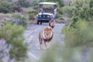 Safari classici in Sudafrica