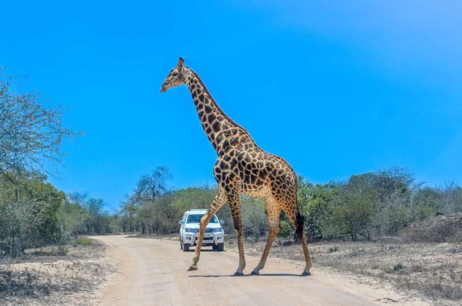 Safari al Parco Kruger in Sudafrica Una giraffa avvistata durante un safari al Parco Kruger in Sudafrica
